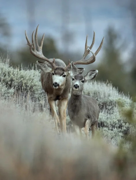 PROJECT: KINGS CAMO gallery 2